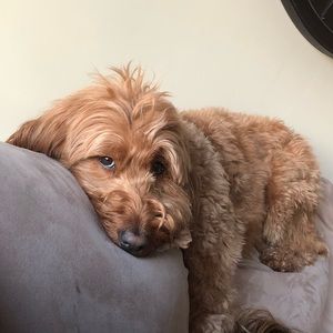 Meet your Posher, Craig